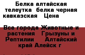 Белка алтайская телеутка, белка черная кавказская › Цена ­ 5 000 - Все города Животные и растения » Грызуны и Рептилии   . Алтайский край,Алейск г.